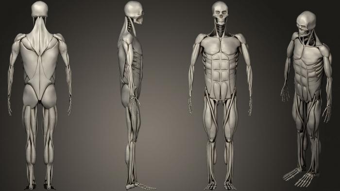نموذج ثلاثي الأبعاد لآلة CNC تشريح الهياكل العظمية والجماجم عضلات الإنسان